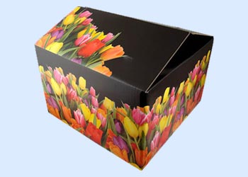 Offset Printing Box